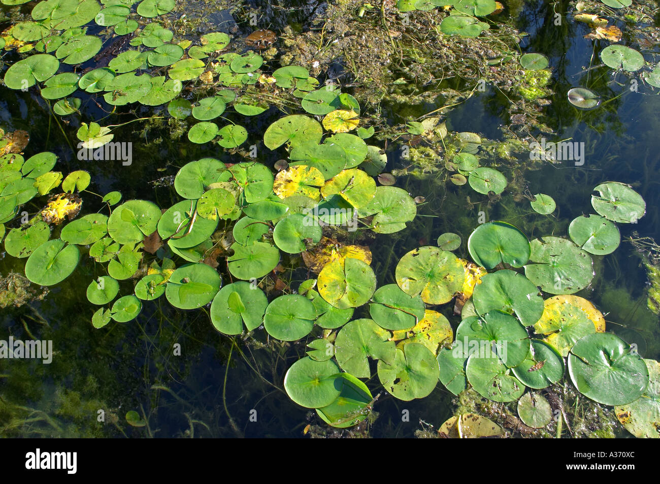 Water lily leaves in a pond, Nymphaeaceae. Lake Ontario, Canada. Stock Photo