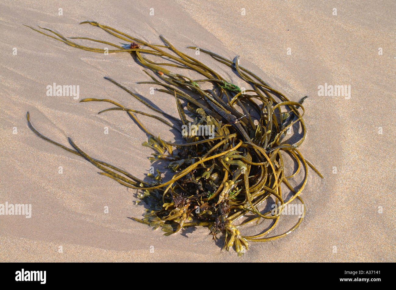 Seaweed on beach Stock Photo Alamy