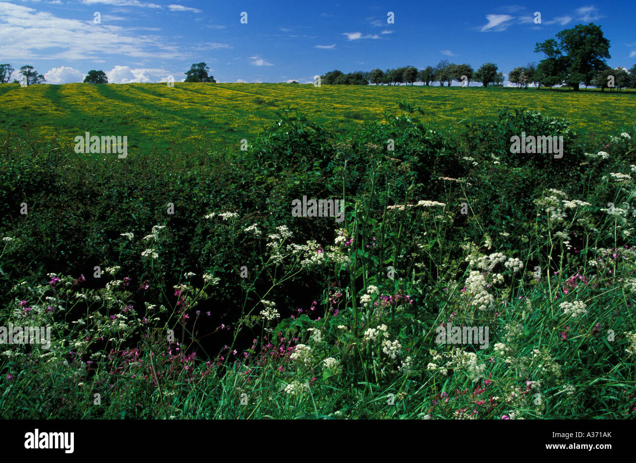 Summer Flowers, Northamptonshire, England, UK Stock Photo