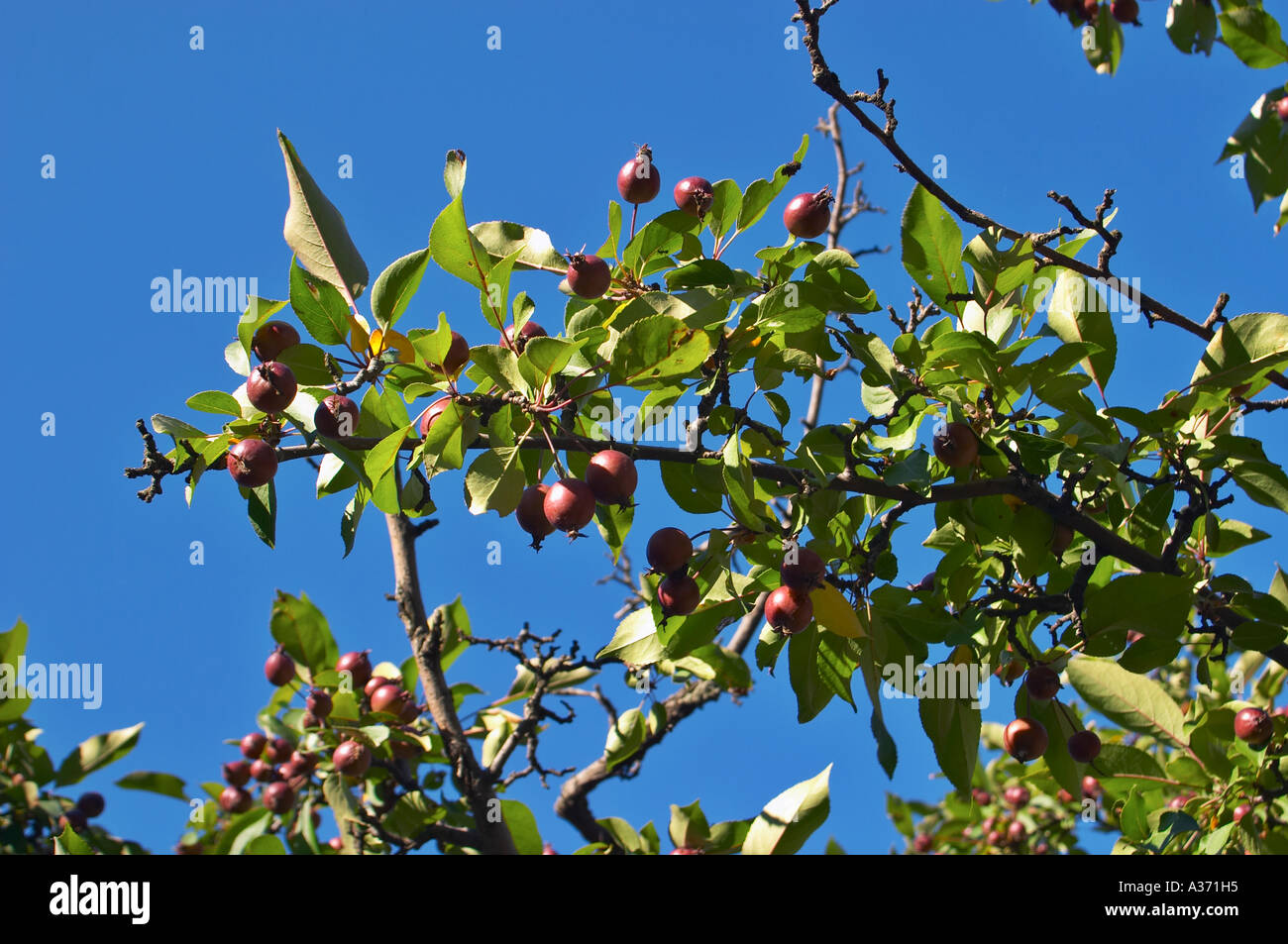 The Crab-tree or Wild Apple (Pyrus malus) branch and fruit detail against natural blue sky. Stock Photo