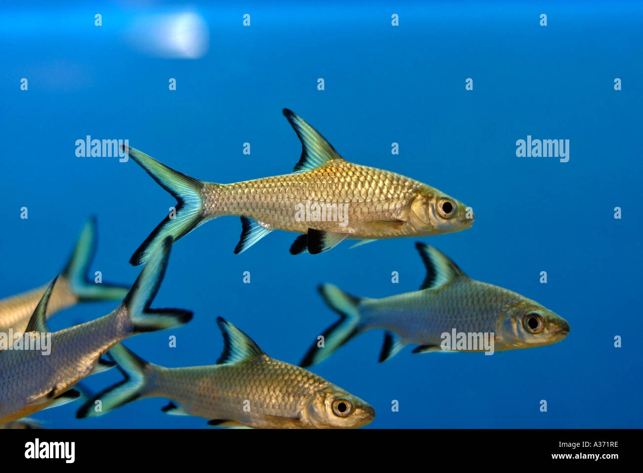 Balantiocheilos melanopterus Tropical Aquarium Fish Stock Photo