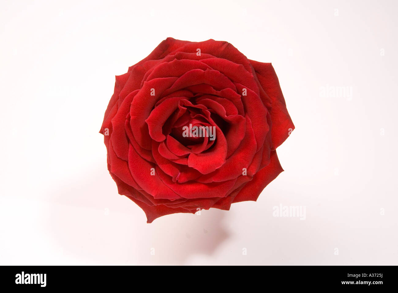 Close up shot of Beautiful Red Rose Stock Photo
