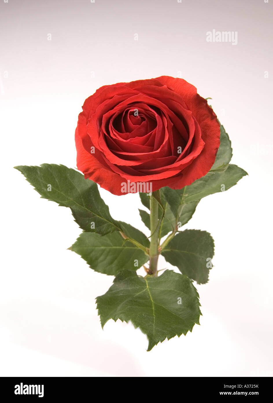 Stem of Beautiful Red Rose. Studio shot of a perfect flower Stock Photo -  Alamy