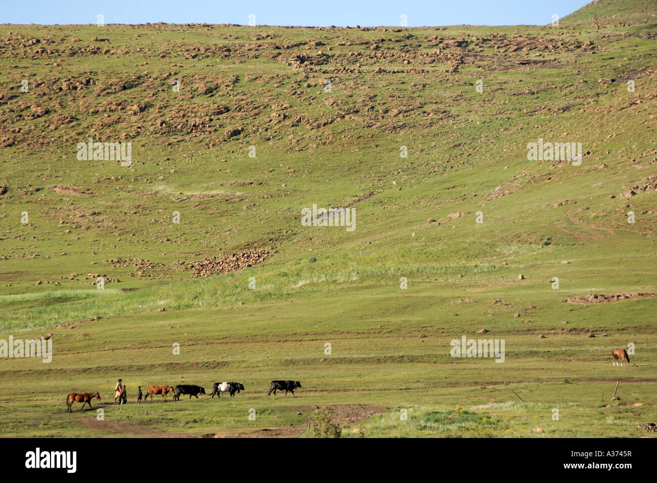 Basotho villagers and animals outside the village of Semonkong in Lesotho. Stock Photo