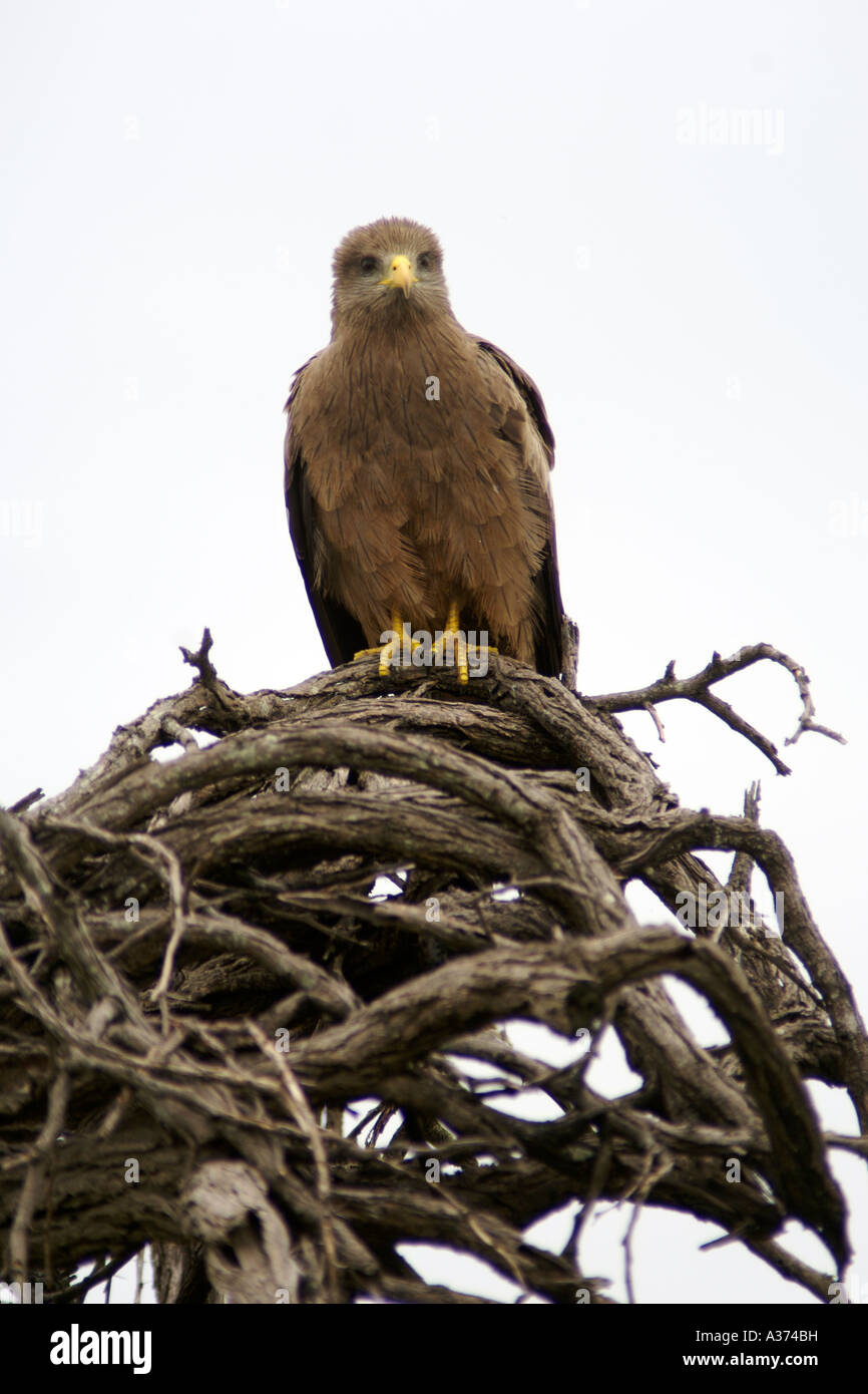 Bird of prey (either a Black kite or a Wahlberg's eagle) in South Africa's Hluhluwe-Umfolozi National Park. Stock Photo