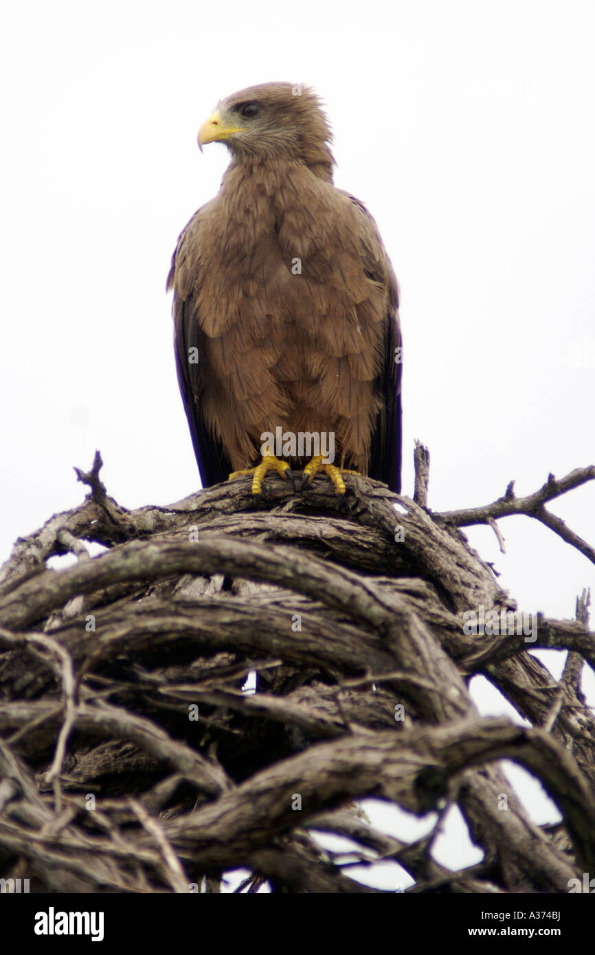 Bird of prey (either a Black Kite or a Wahlberg's eagle) in South