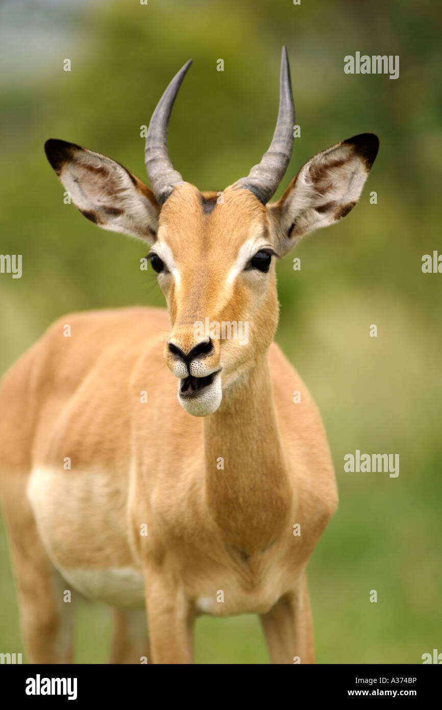 An impala (Apyceros melampus) in South Africa's Kruger National Park. Stock Photo