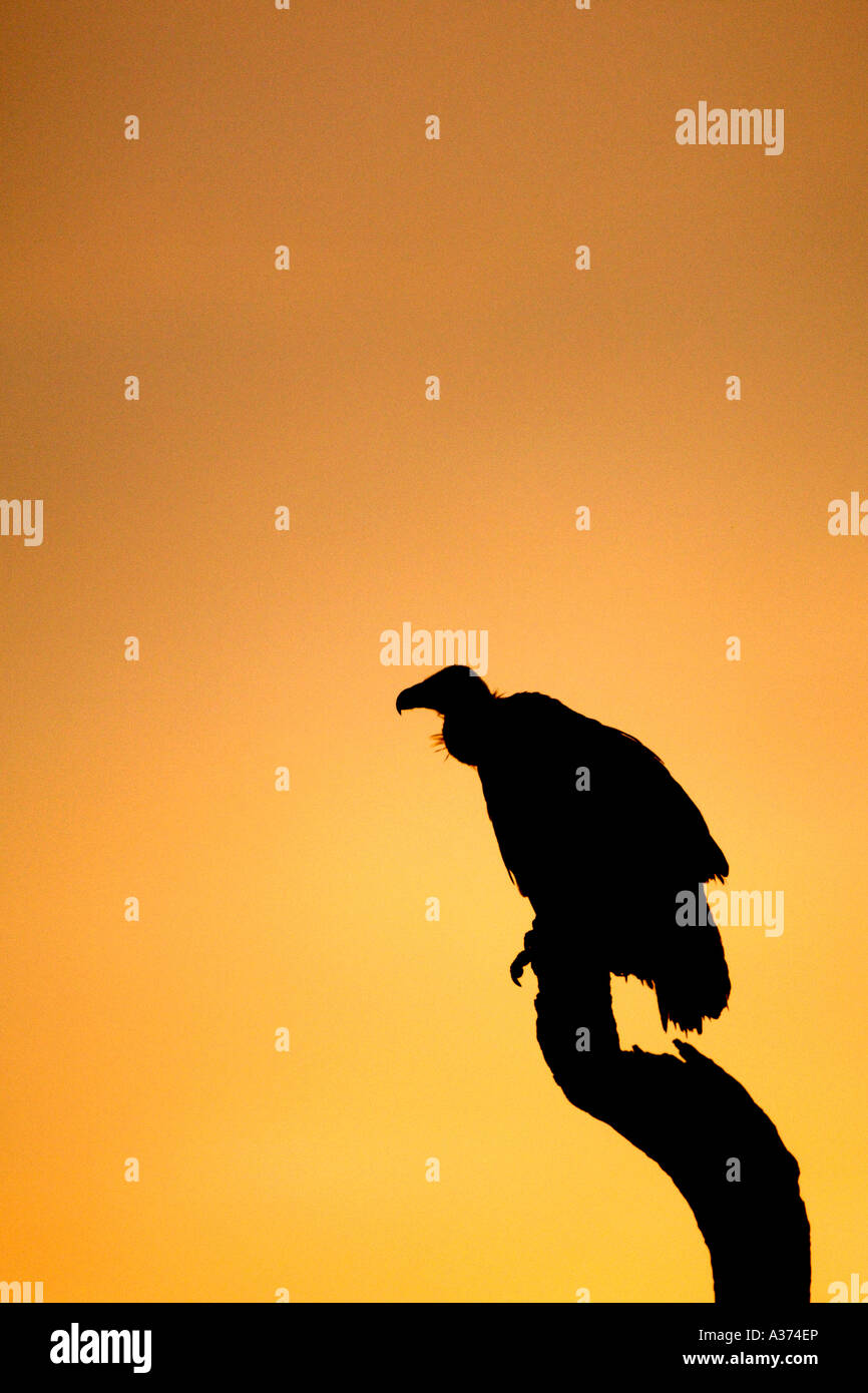 An African White backed vulture (Gyps africanus) on a tree branch in South Africa's Kruger National Park. Stock Photo