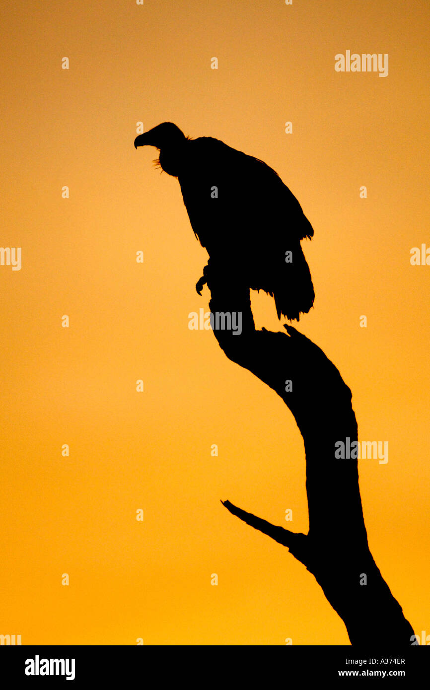 An African White backed vulture (Gyps africanus) on a tree branch in South Africa's Kruger National Park. Stock Photo