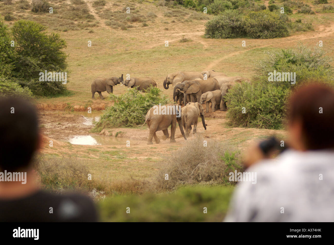 Tourists watching elephants at a watering hole in the Addo Elephant National Park in South Africa's Eastern Cape Province. Stock Photo
