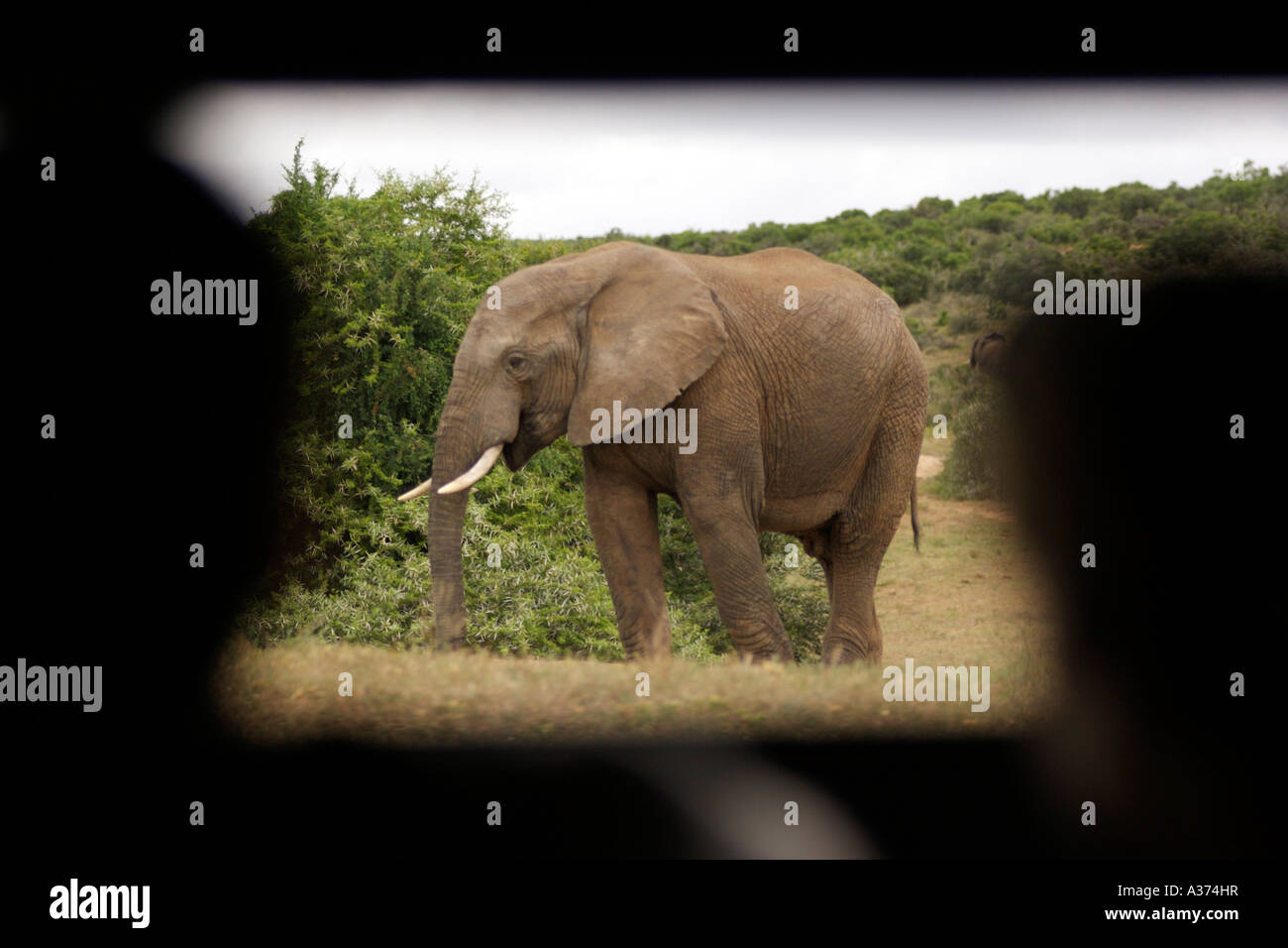 Tourists watching elephants from a hide in the Addo Elephant National Park in South Africa's Eastern Cape Province. Stock Photo