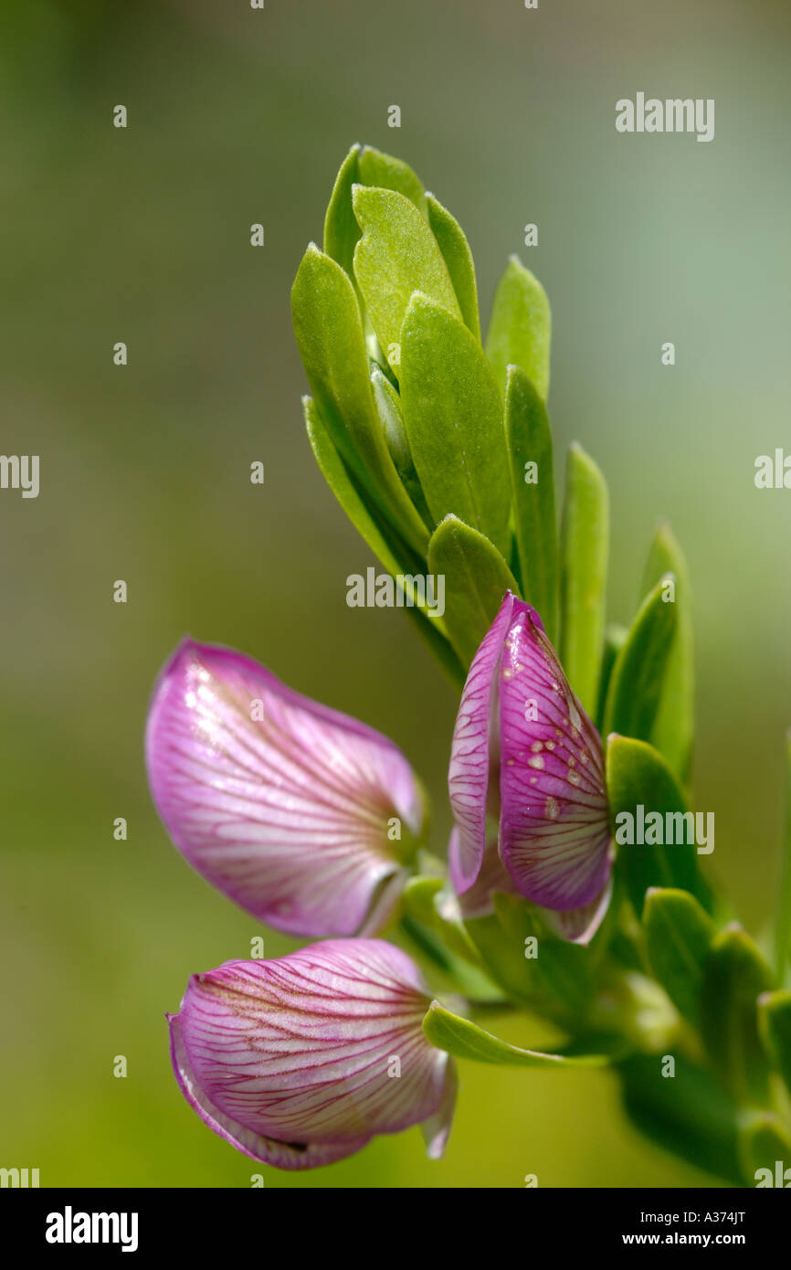 Close-up of the flower of the indigenous South African Sweet pea bush (Podalyria calyptrata). Stock Photo