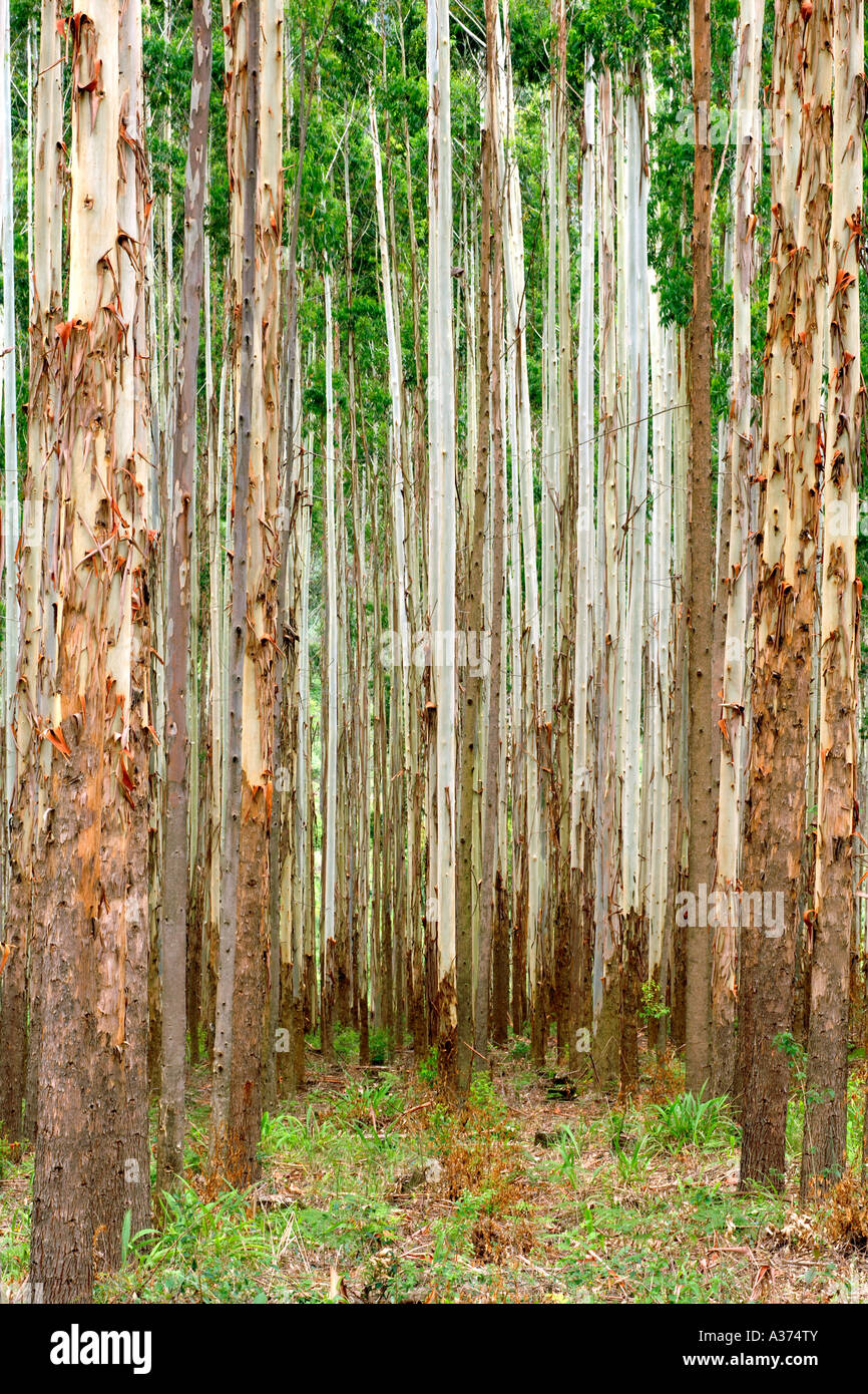 Eucalyptus plantation in South Africa Stock Photo Alamy
