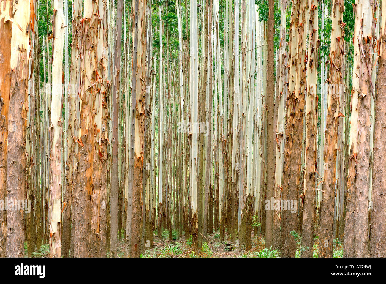 Eucalyptus plantation in South Africa Stock Photo Alamy