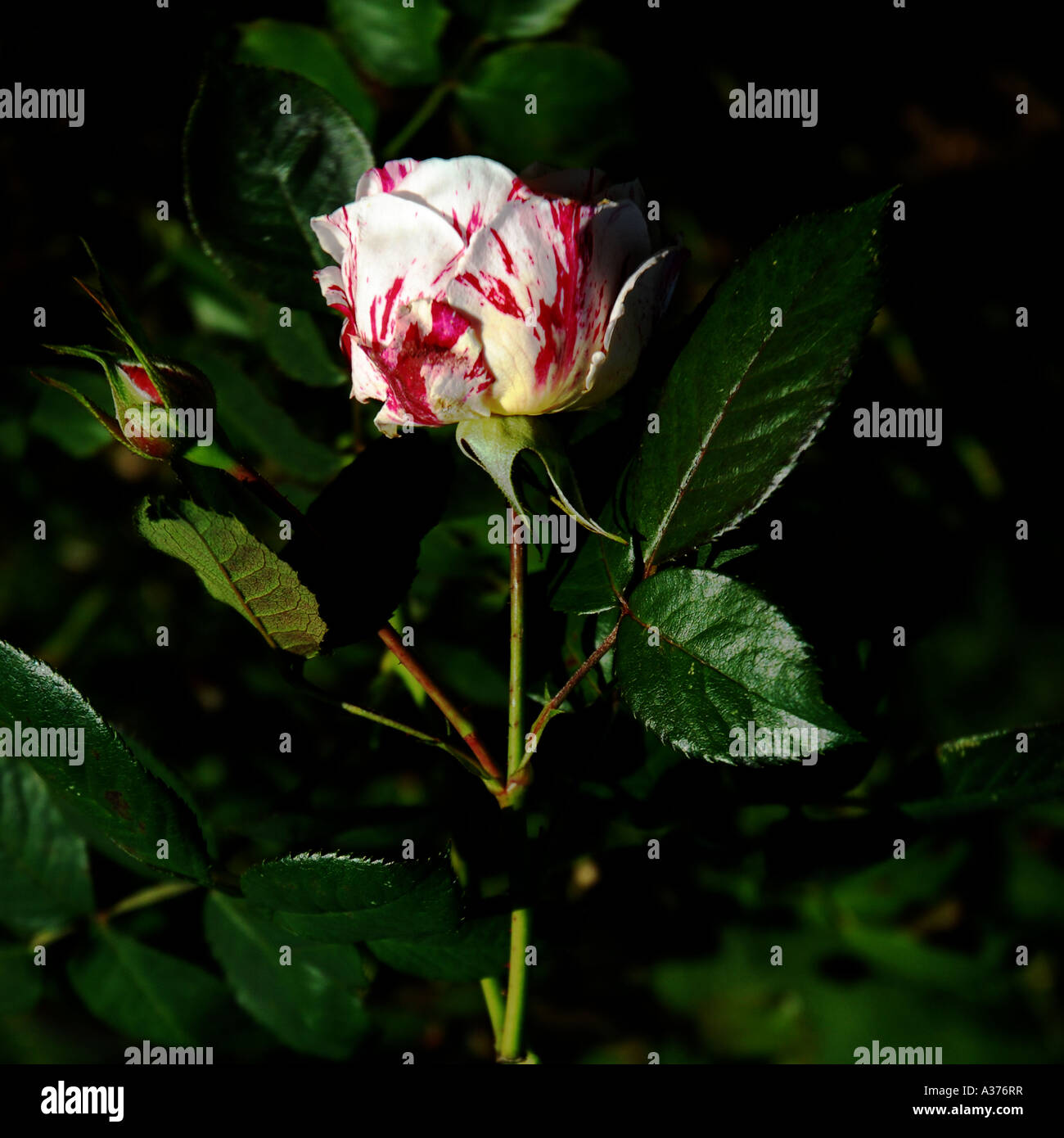 Variety of roses in French garden Stock Photo - Alamy