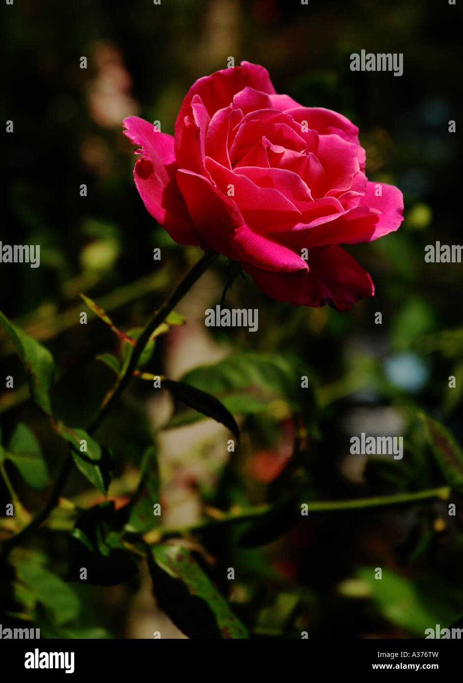rose in French garden Stock Photo Alamy