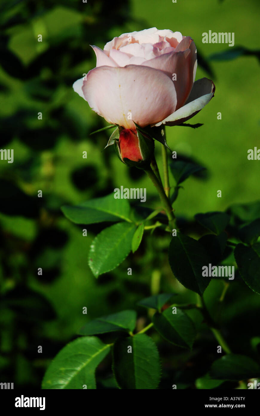 Roses in French garden. Roses dans jardin français Stock Photo - Alamy