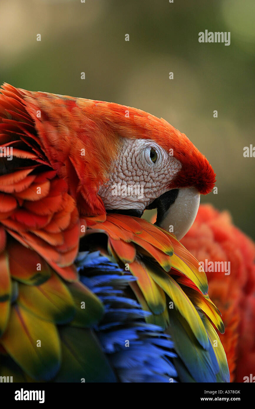 Close Up Of A Scarlet Macaw Parrot Ara Macao In The Amazon Rain Forest Stock Photo Alamy