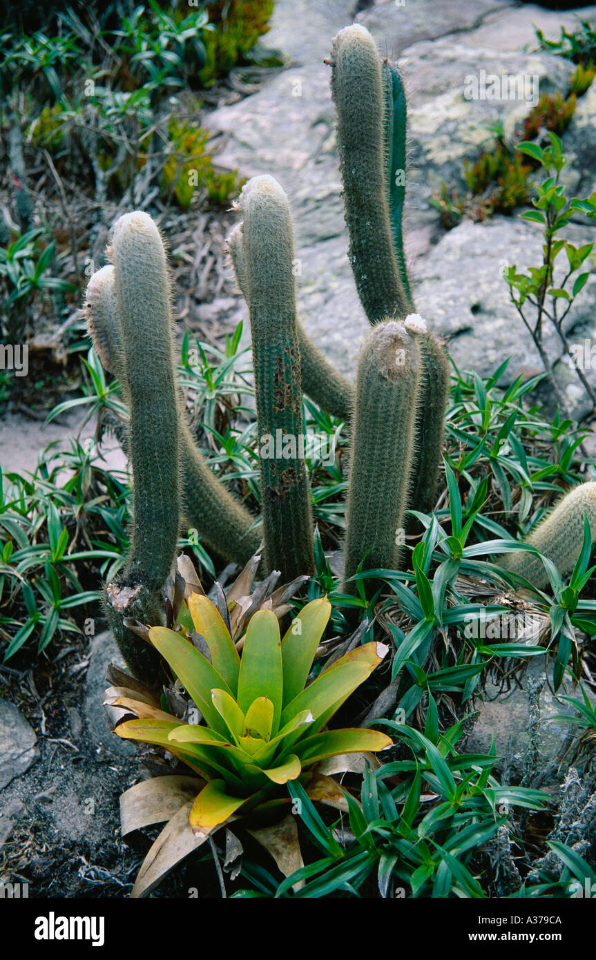 Cactus and bromeliad on dry plateau Chapada Diamantina State of Bahia Brazil Stock Photo