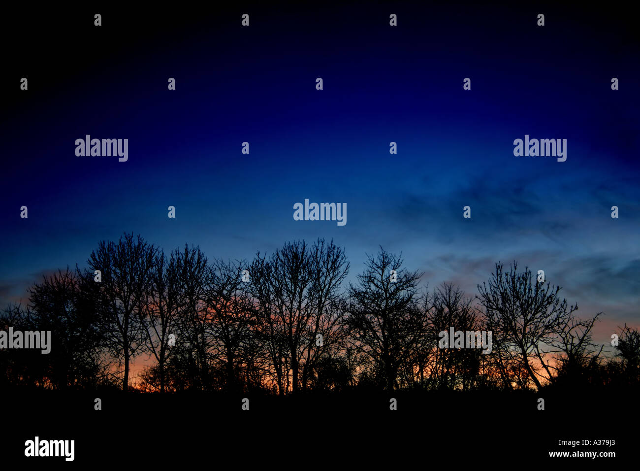 Silhouettes tree nighttime sky hi-res stock photography and images - Alamy