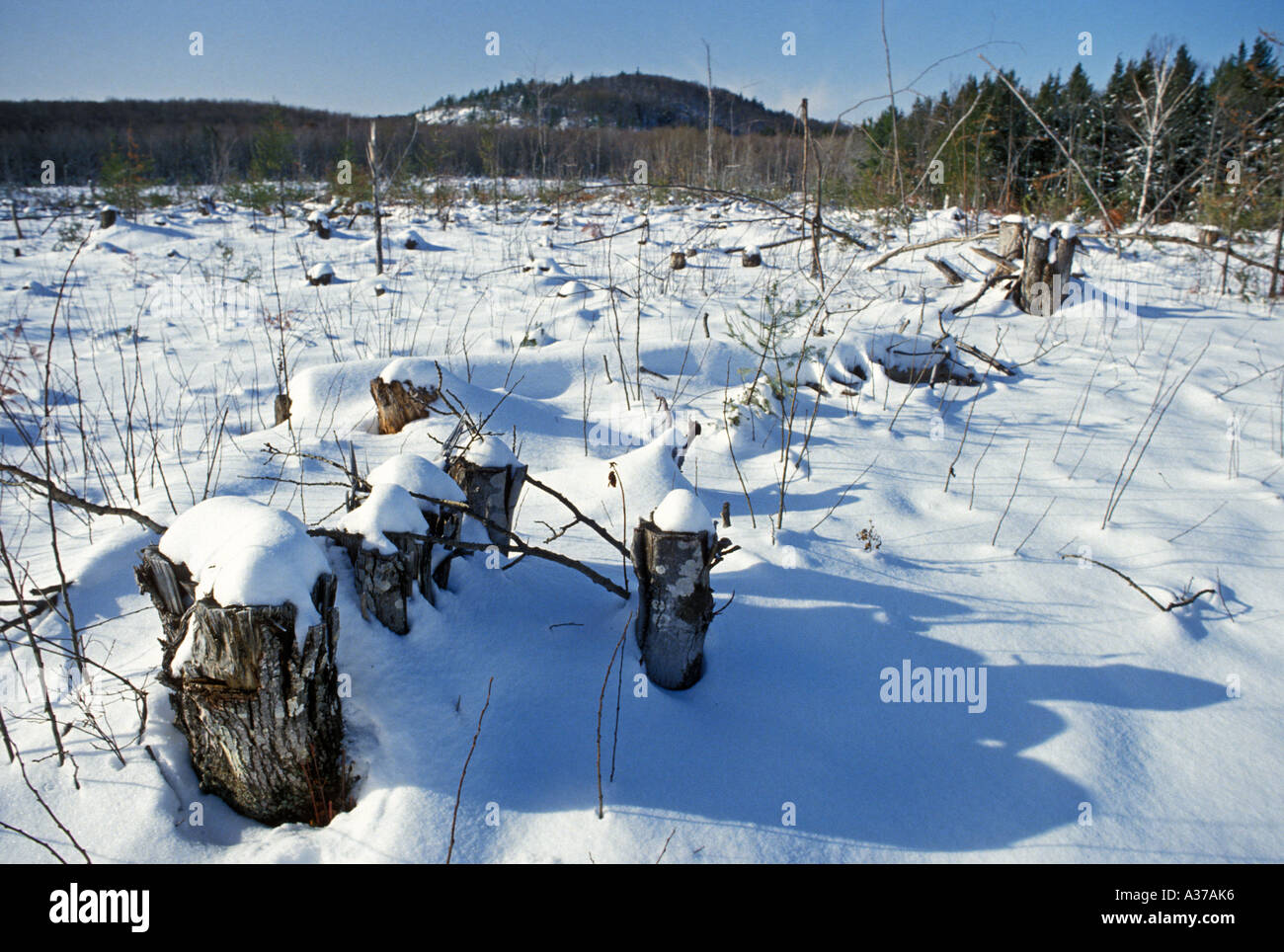 Big Bay Michigan A Mead Paper logging clear cut in Michigan s Upper Peninsula Stock Photo