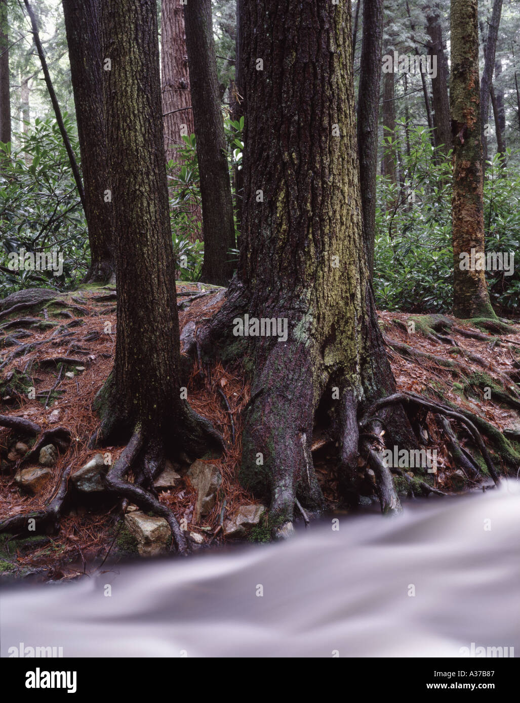 Old growth eastern white pine hi-res stock photography and images - Alamy
