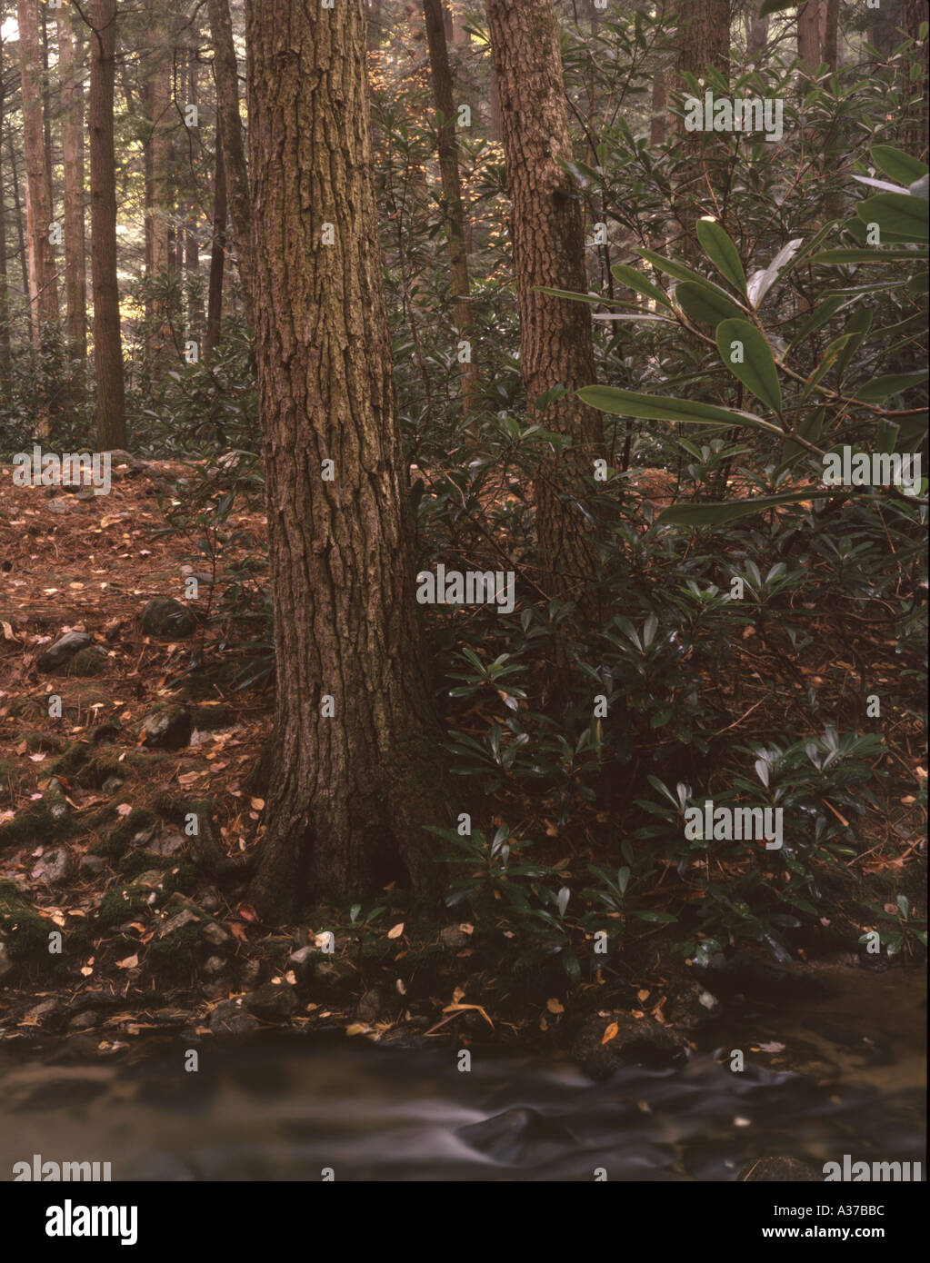 Old growth eastern white pine hi-res stock photography and images - Alamy