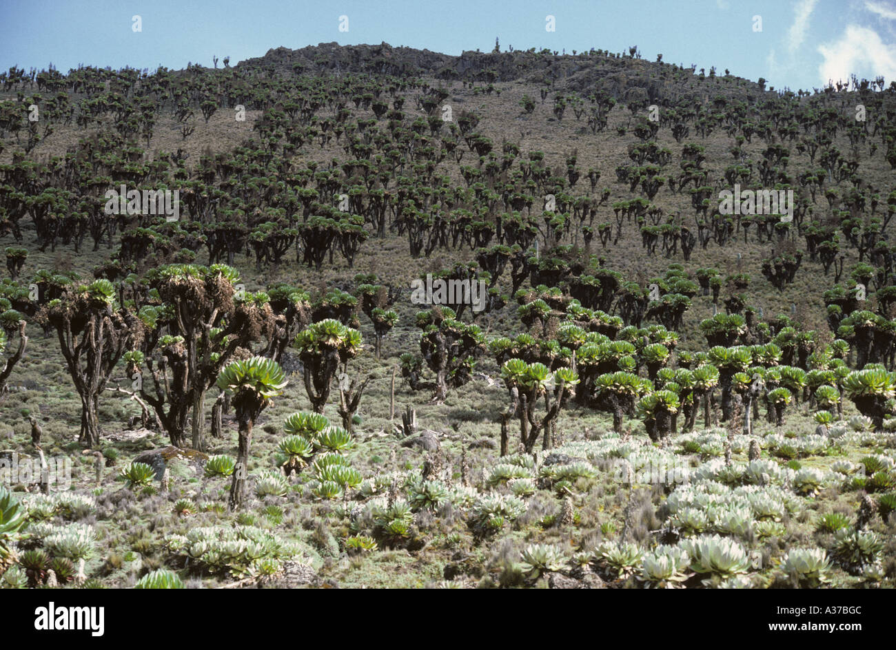 Giant Groundsels Senecio Species Teleki Valley Mount Kenya Kenya East Africa 3 962 metres 13 000 feet Stock Photo