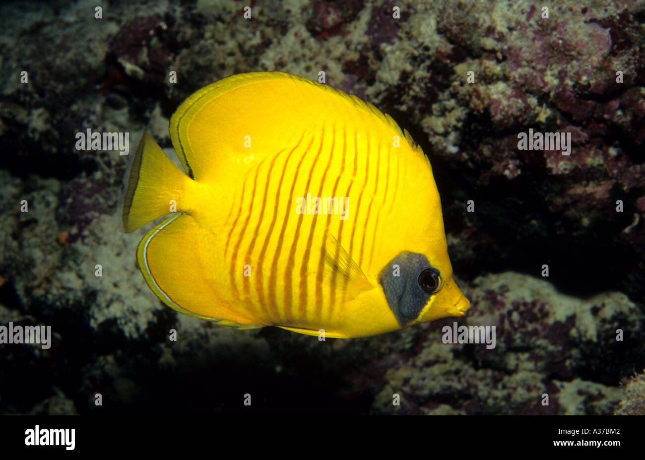 Masked or Golden Butterflyfish Chaetodon semilarvatus Rocky Islet Egypt Red Sea Indian Ocean Endemic to Red Sea and Gulf of Aden Stock Photo