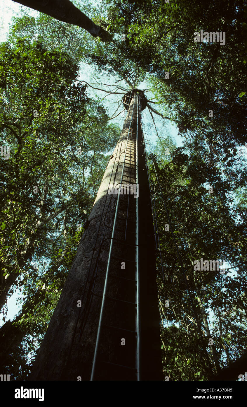 Ladder up to 40 metre high tree platform to observe primary rainforest from the canopy Danum Valley Field Centre Sabah Borneo Stock Photo