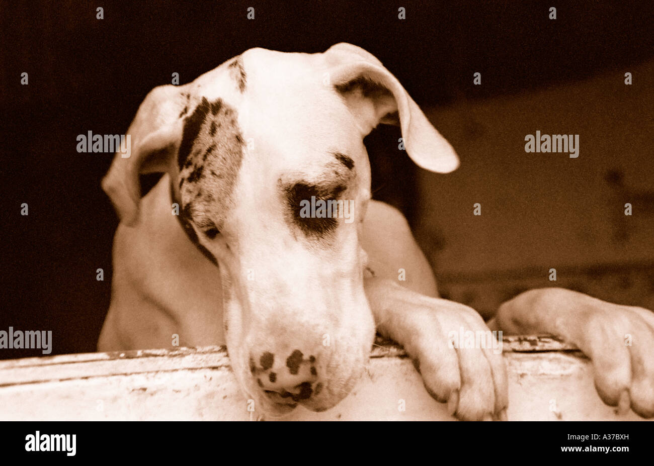 The Great Dane - head and front paws leaning over the stable door waiting, with an expression that says...... Stock Photo