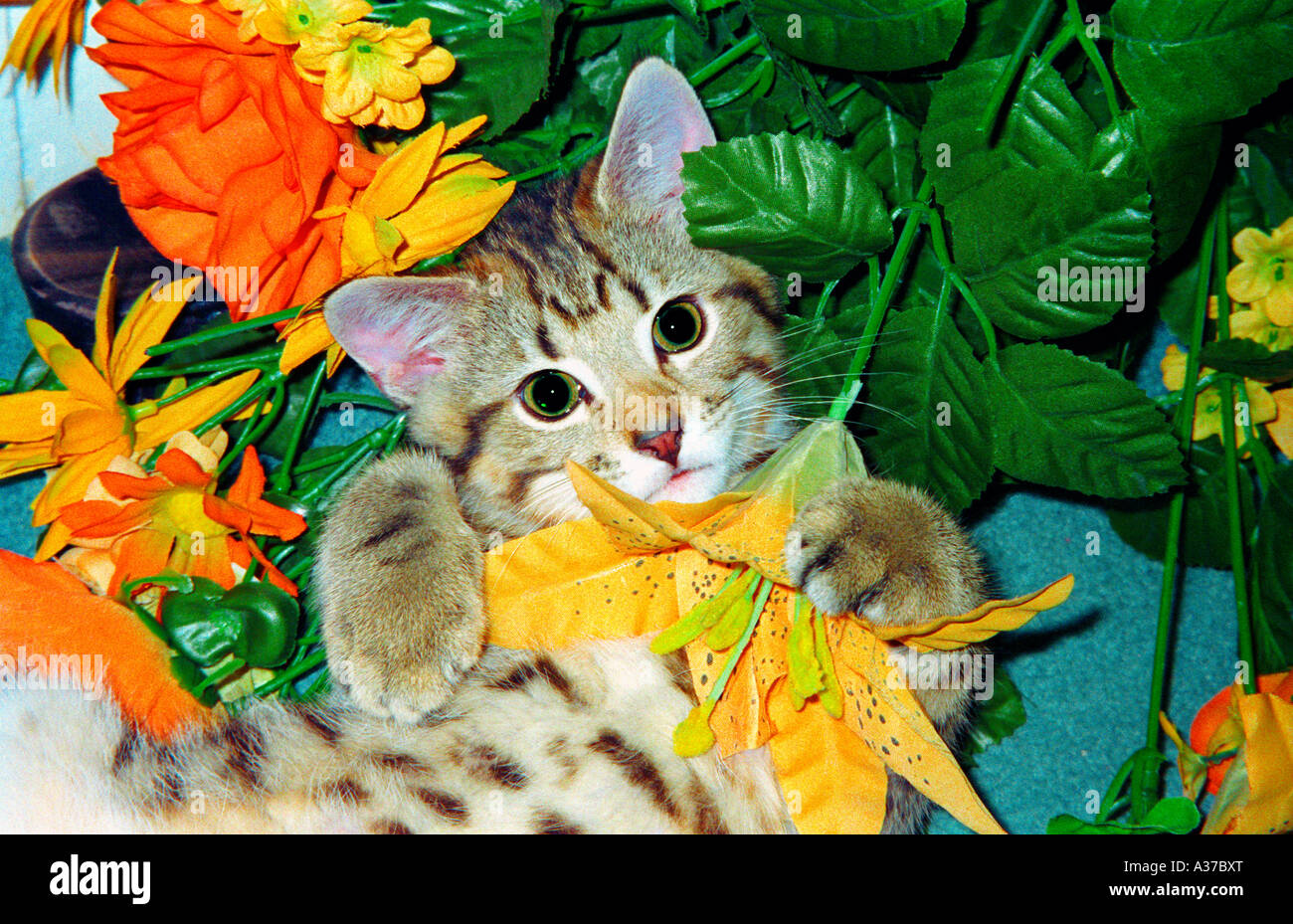 Cat lying amidst flowers Stock Photo