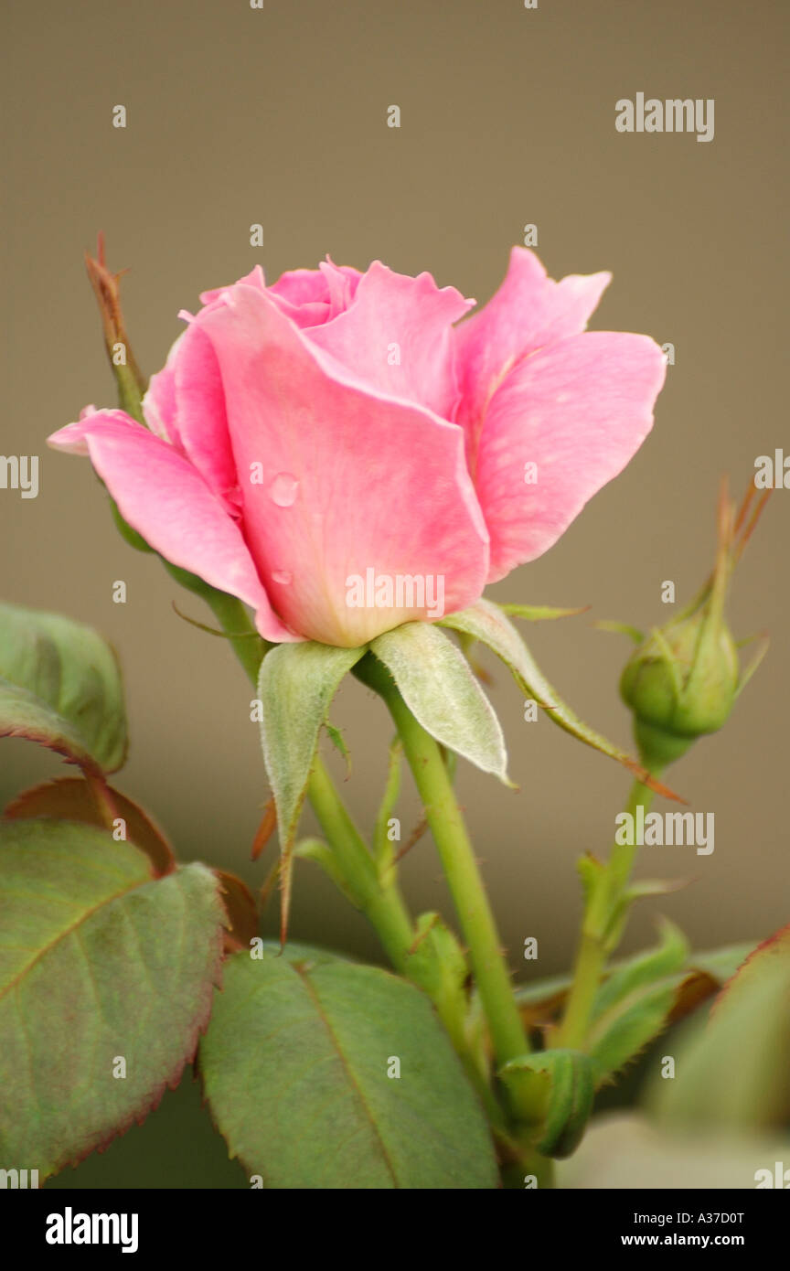Beauty pink rose flower hi-res stock photography and images - Alamy