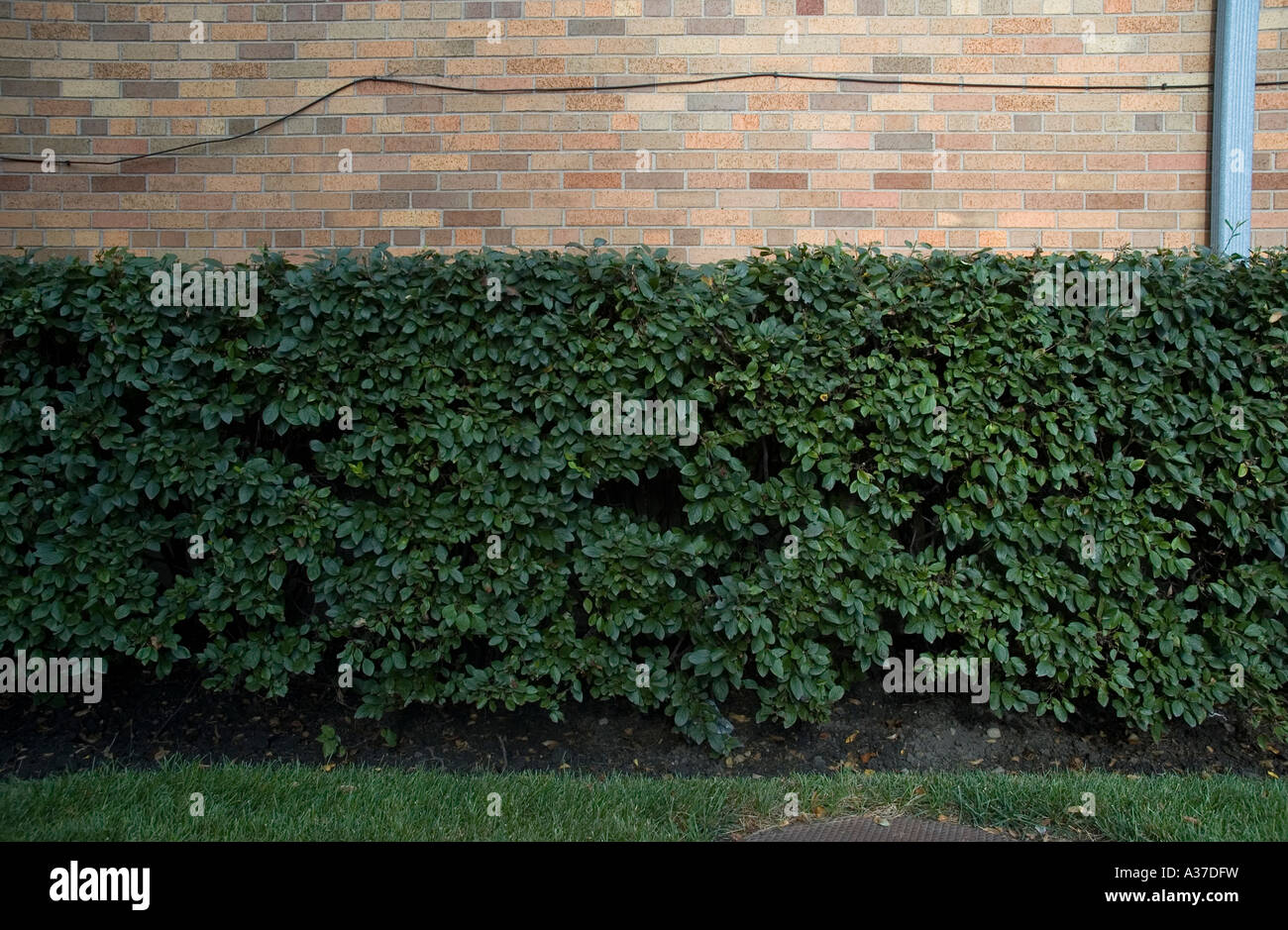 Brick wall, cable, and hedges Stock Photo Alamy