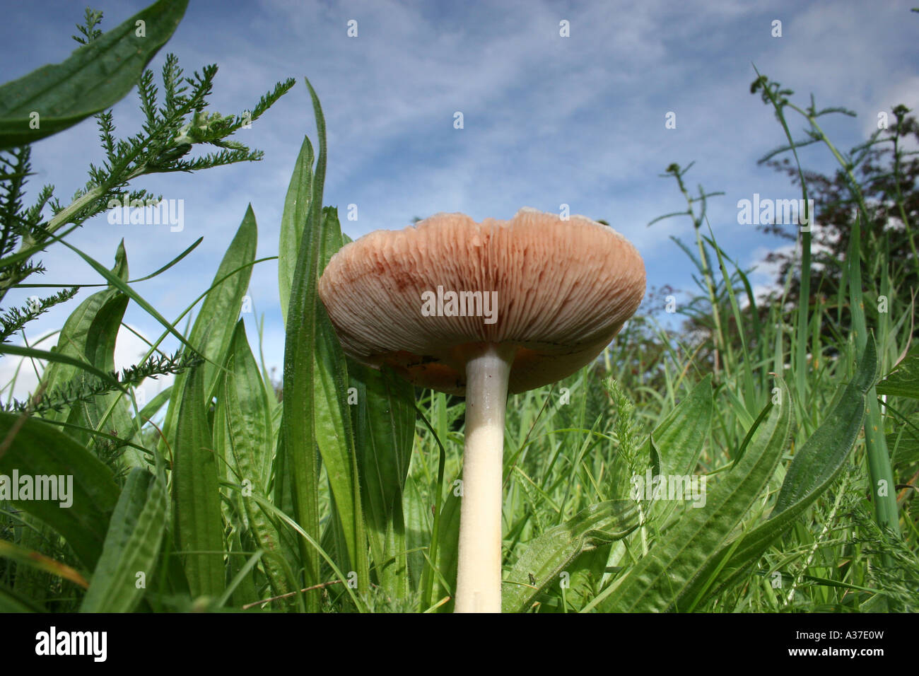 Wild mushroom from ground level, Sharnbrook, Bedfordshire, UK. Landscape. Horizontal. Stock Photo