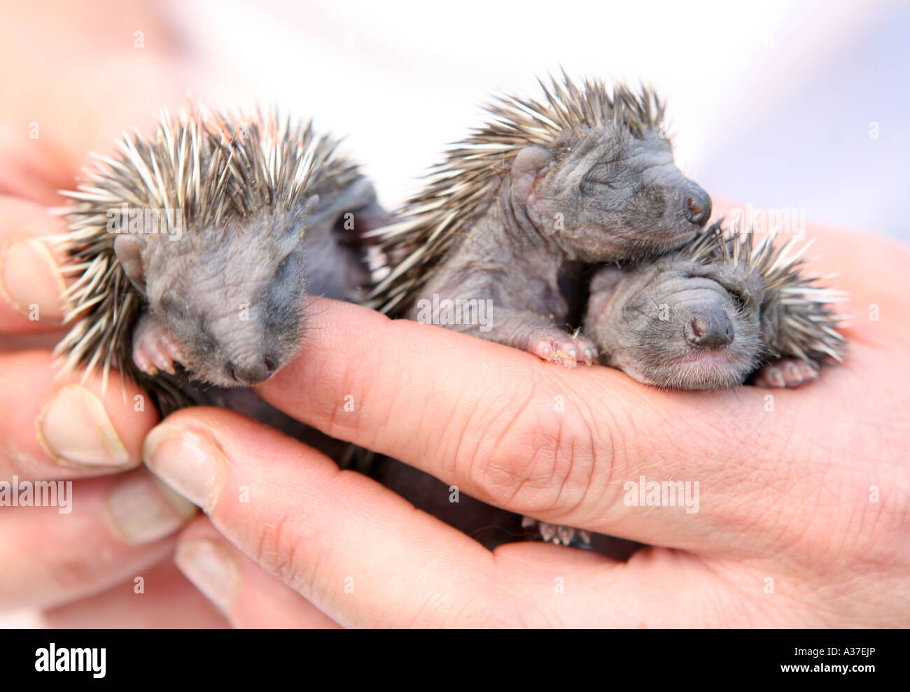 Three tiny baby hedgehogs are hand reared after being found abandoned. Stock Photo