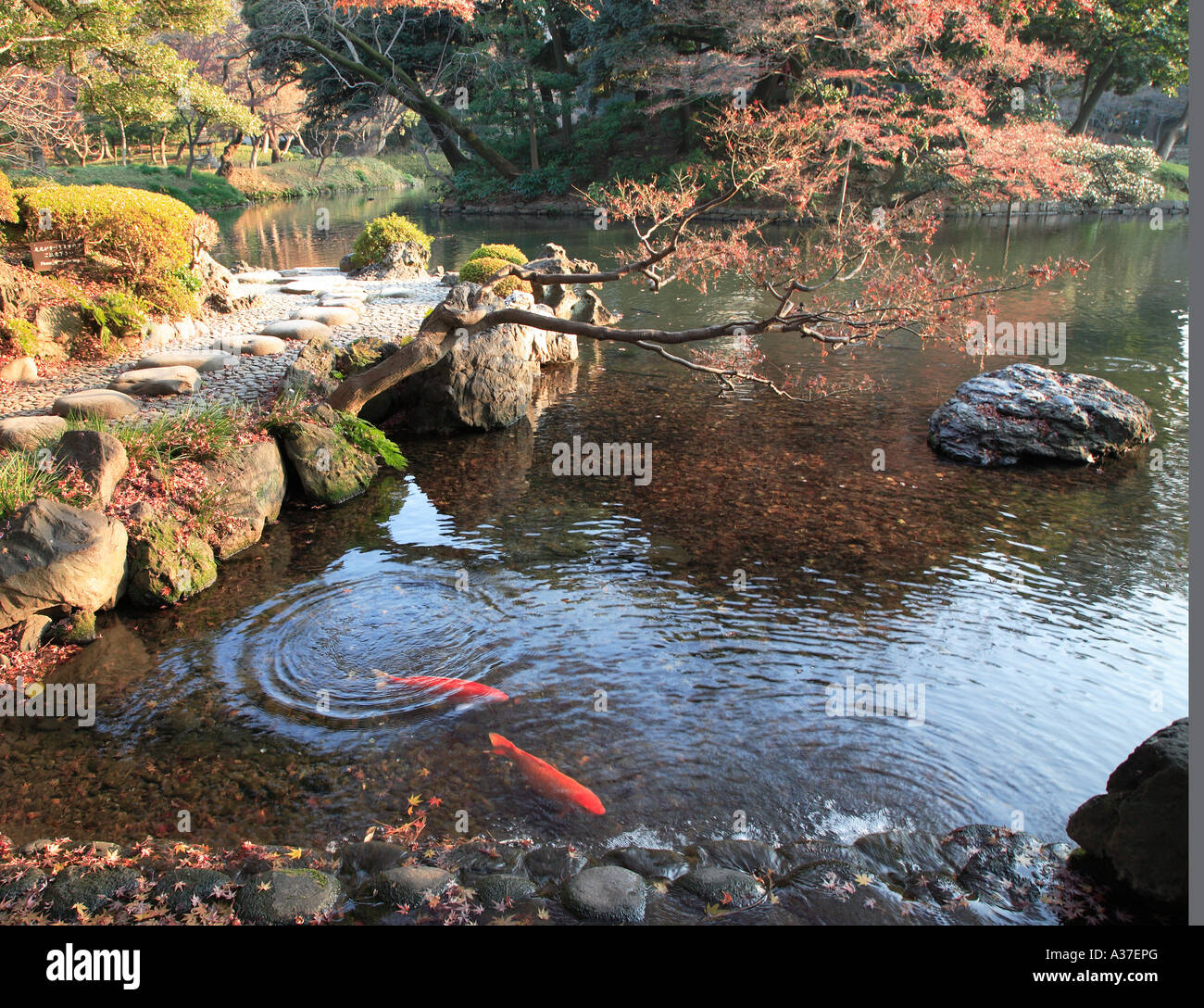 Pond with golden carps in Japanese garden in Tokyo , Japan , Asia Stock ...