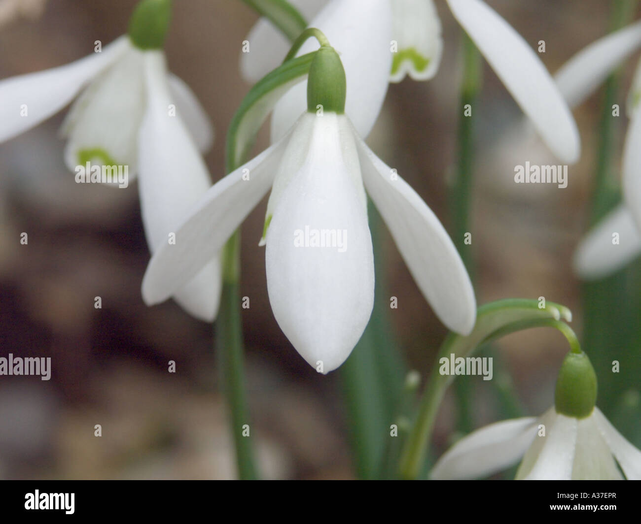 Multiple Snowdrops in full bloom Stock Photo