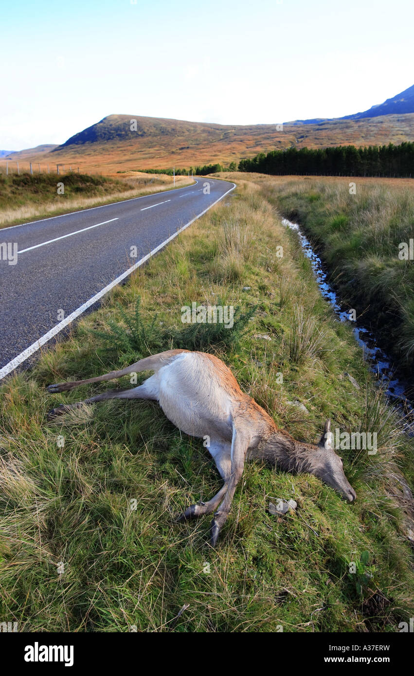 A female Red deer Cervus elaphus lies dead at the side of a Highland road the victim of a road accident with a car. Stock Photo