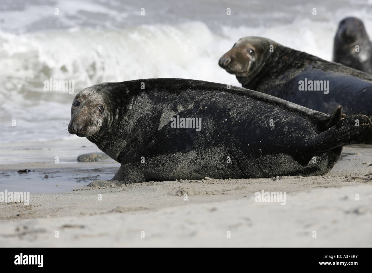 A pregnant female Grey seal Halichoerus grypus on a sand beach Pentland Firth Scotland Stock Photo