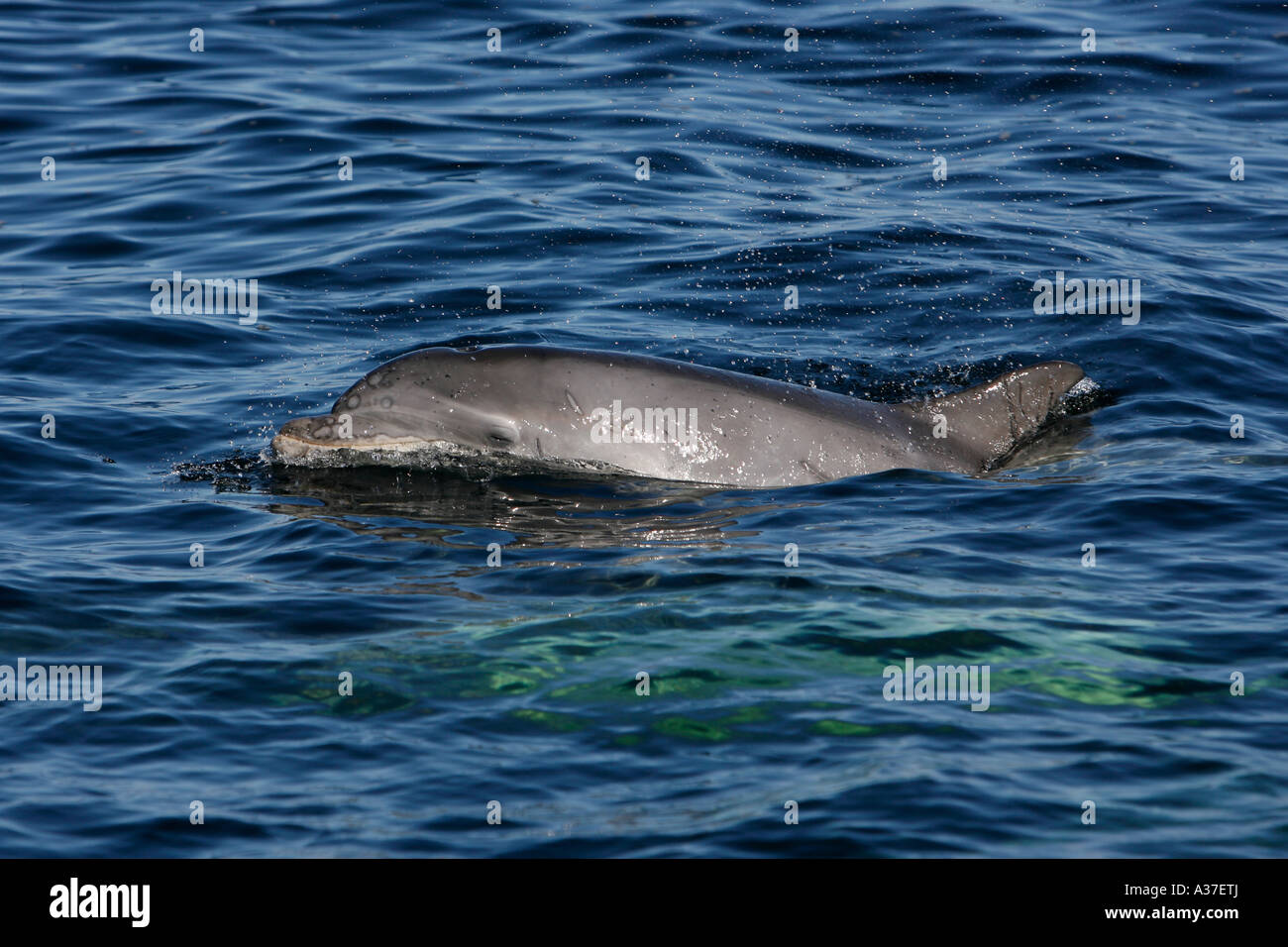 A wild Bottlenose dolphin Tursiops truncatus calf surfacing to breathe beside a research boat, Moray Firth, Highlands of Scotland Stock Photo