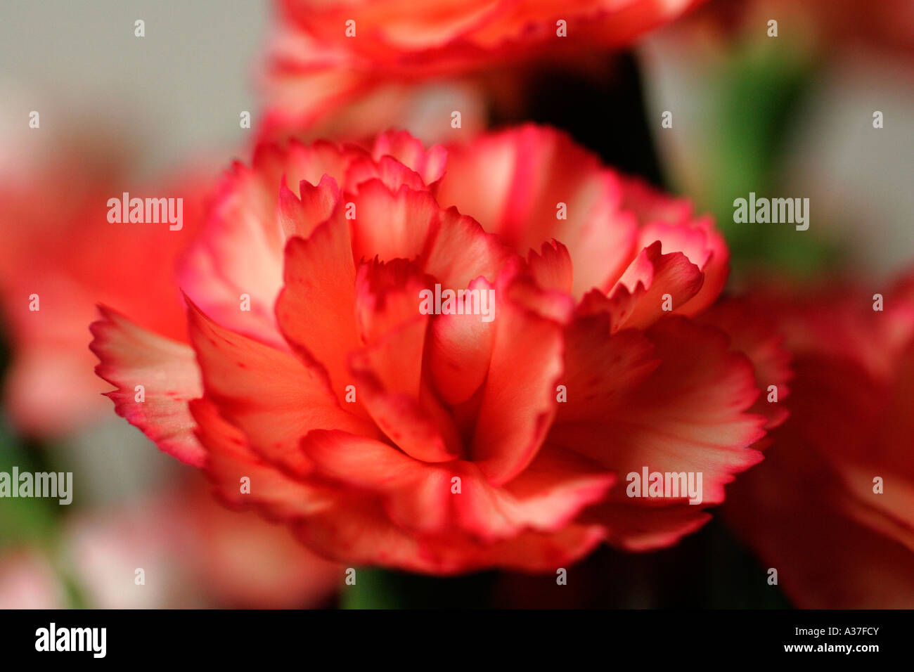 CLOSE UP OF RED CARNATION Stock Photo
