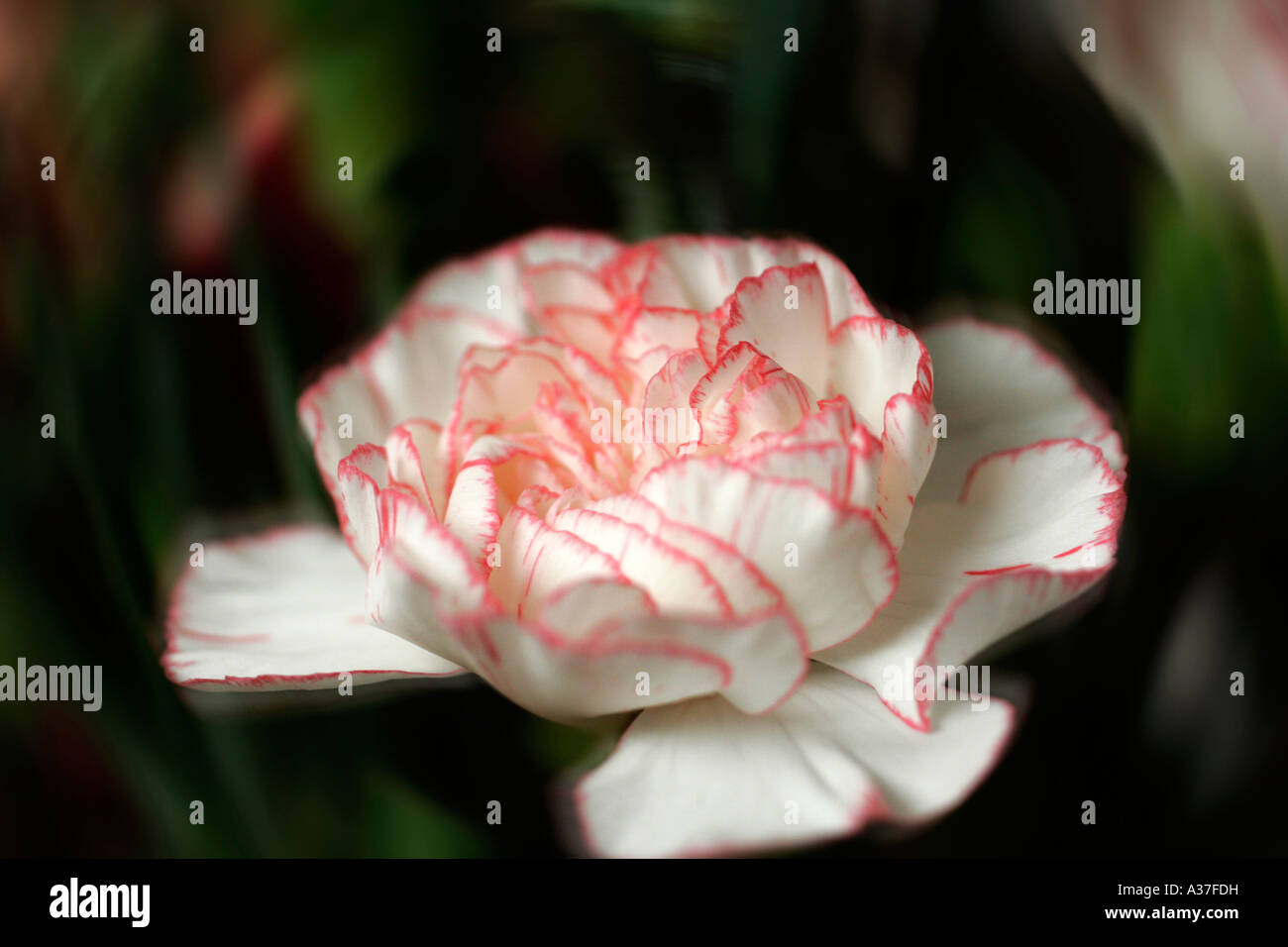 CLOSE UP OF WHITE CARNATION WITH RED TRIM Stock Photo