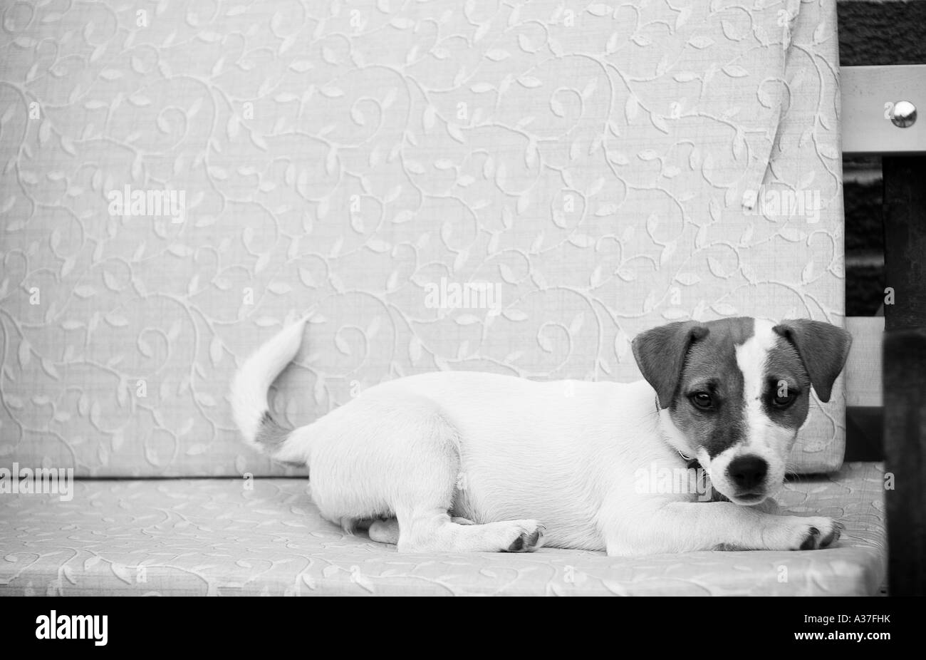 A perky Jack Russell pup, cooly laid on a bench, stares back at the camera, with great eye contact Stock Photo