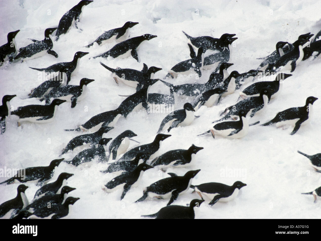 Adelie Penguin Pygoscelis adeliae Large group tobogganing Stock Photo ...