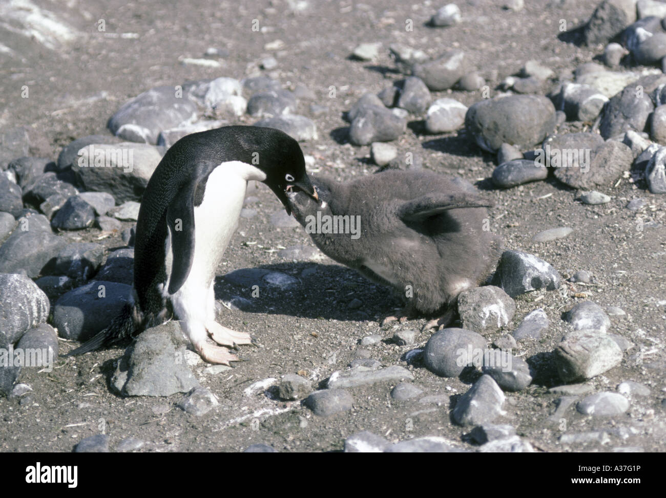 Adelie Penguin Pygoscelis adeliae Adult feeding young Stock Photo - Alamy