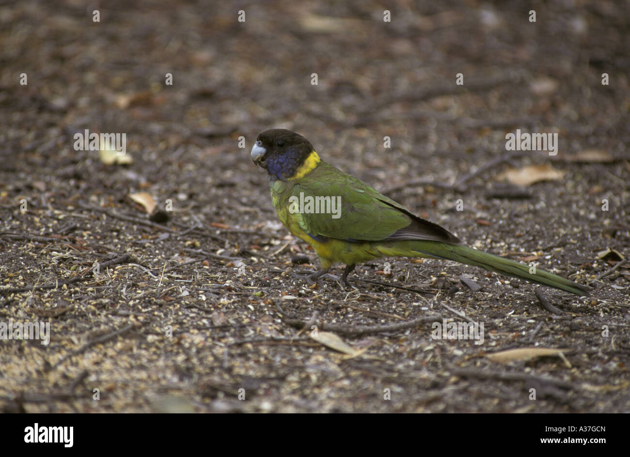 Twenty eight Parrot Barnardius semitorquatus Australia Stock Photo
