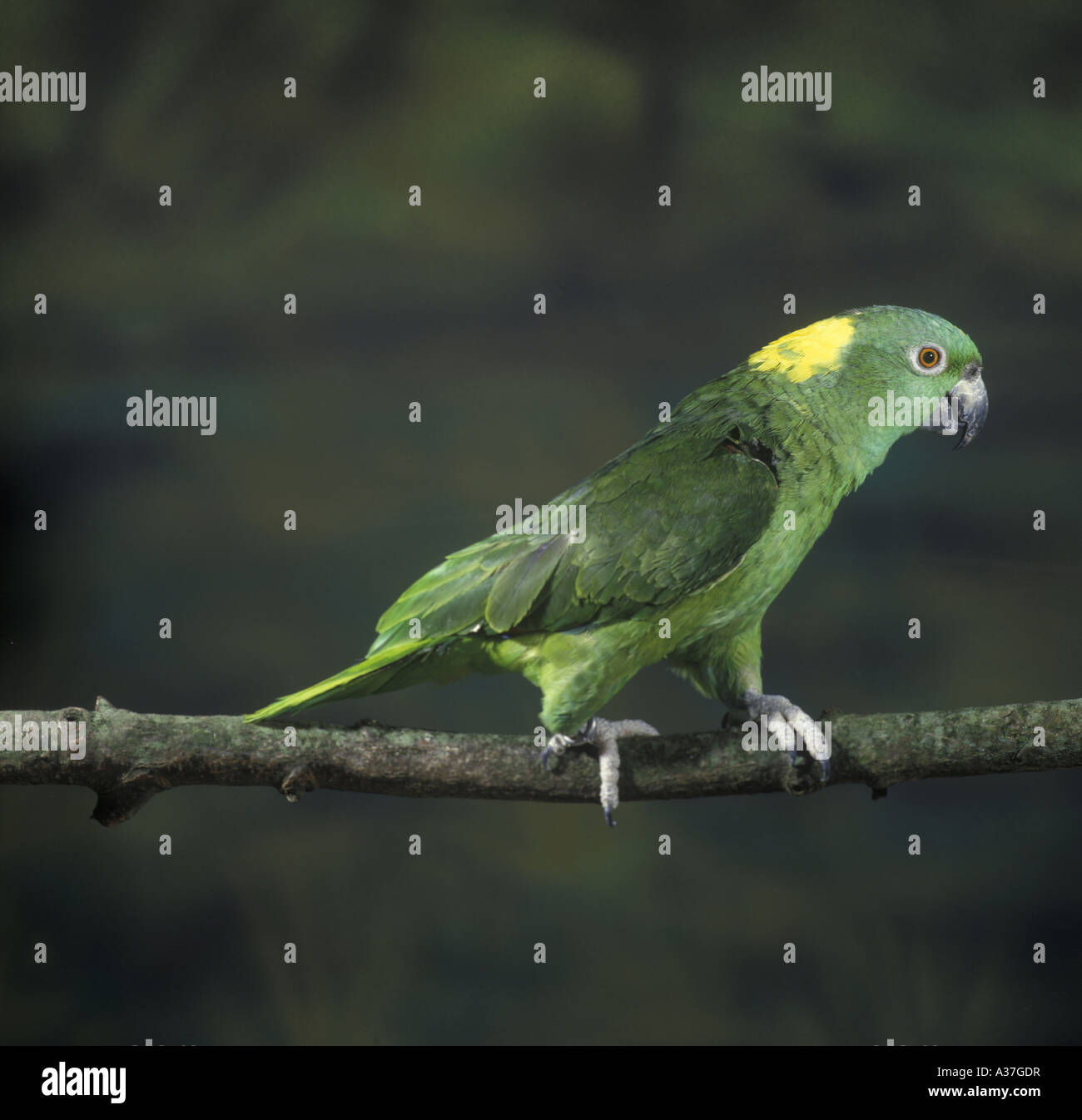 Yellow naped Amazon Parrot Amazona ochrocephala auropalliata Stock