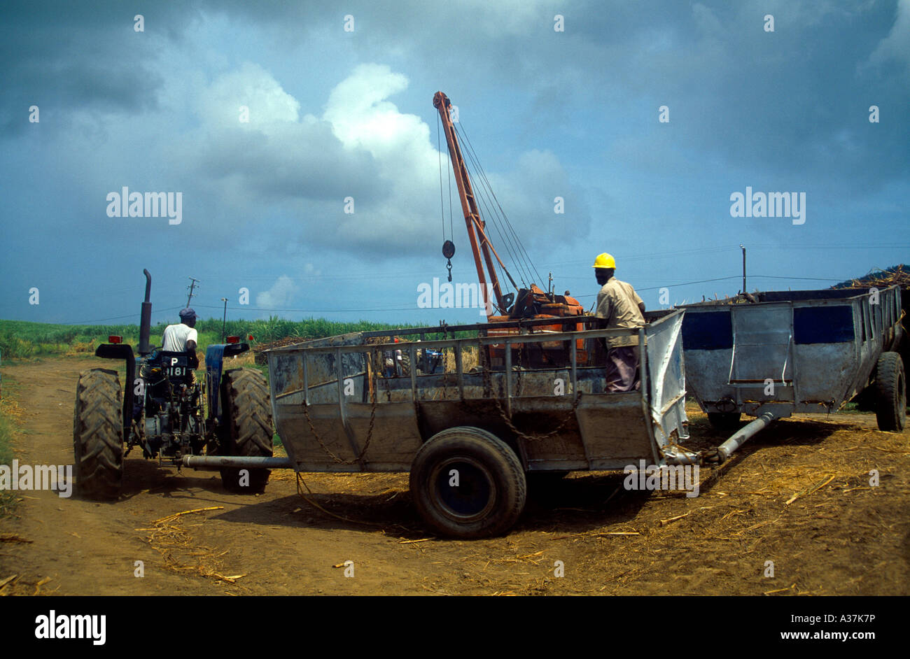 St Kitts Sugar Cane Cutting Stock Photo Alamy