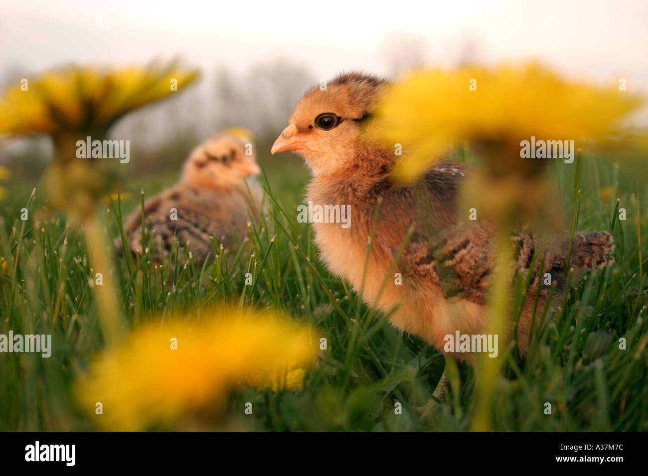 Araucana chickens hi-res stock photography and images - Alamy